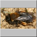 Andrena clarkella - Sandbiene w05a 13mm.jpg